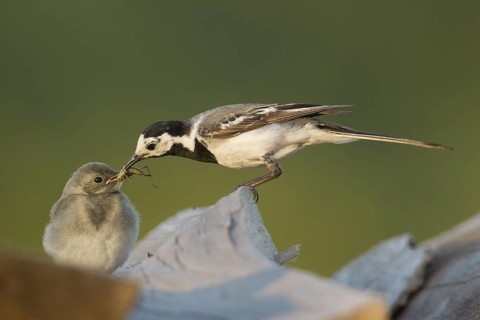 White Wagtail (Motacilla alba) juvenile, Rhineland-Palatinate, Germany