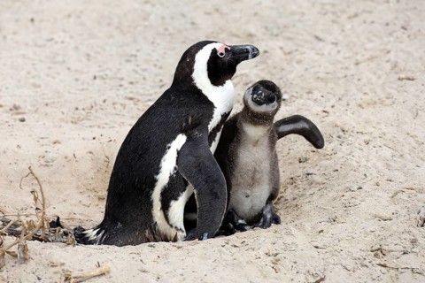 African penguin (Spheniscus demersus), adult, juvenile, chick, nest, beach, Boulders Beach,