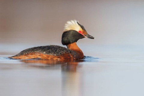 Horned Grebe (Podiceps auritus) in a pond in the tundra near Churchill, Manitoba, Canada