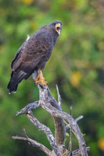 Cuban Black Hawk (Buteogallus gundlachii) perched on a branch in Cuba