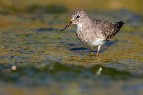 Temminck's Sandpiper, (Calidris temminckii), Animals. birds, limicoles, biotope, habitat, foraging,
