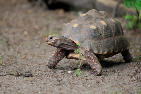 Coal turtle (Geochelone carbonaria), adult, foraging, running, South America