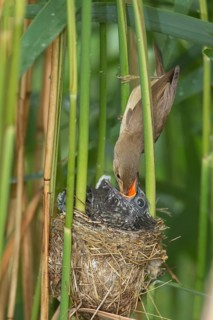 Common Cuckoo & Eurasian Reed Warbler (Cuculus canorus & Acrocephalus scirpaceus) Eurasian Reed