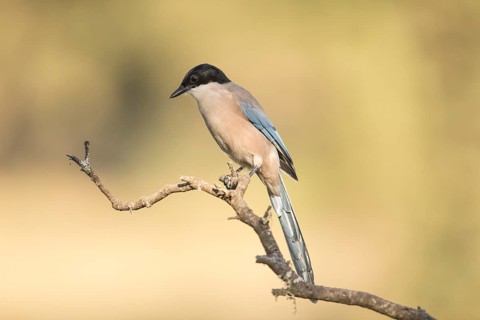 Blue magpie (Cyanopica cooki), Extremadura, Castilla La Mancha, Spain