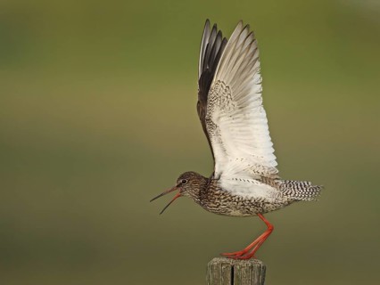 Common Redshank (Tringa totanus) male calling, Lower Saxony, Germany