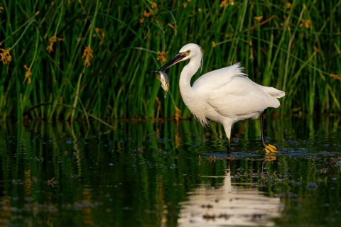 Little egret foraging, (Egretta garzetta) Salalah, Khawr Rawri, Dhofar, Oman