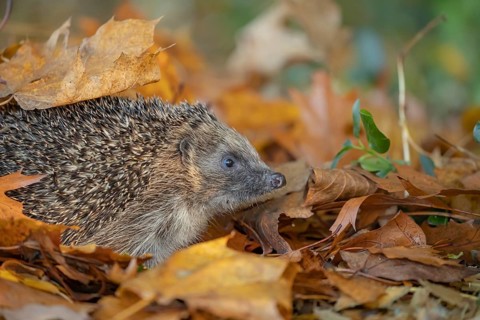 European hedgehog (Erinaceus europaeus) adult animal on fallen autumn leaves, England, United