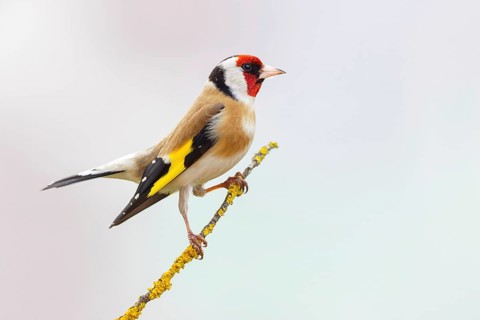 Goldfinch, goldfinch, (Carduelis carduelis), biotope, habitat, foraging, perch, Worms,