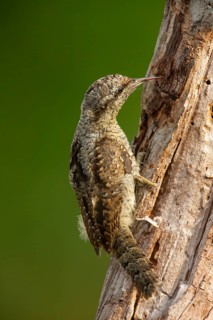 Wryneck, (Jynx torquilla), wryneck, wrynecks, old world woodpeckers, woodpecker, perch, biotope,