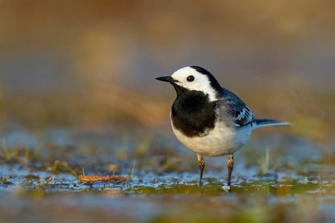 White Wagtail (Motacilla alba), North Rhine-Westphalia, Germany