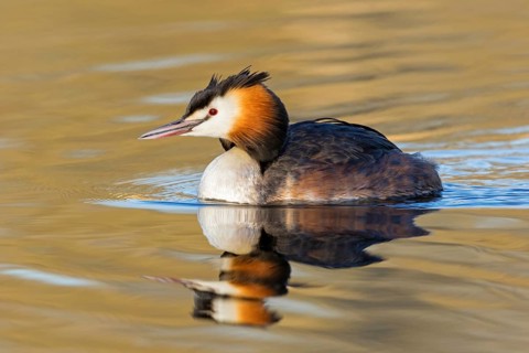 A great crested grebe swimming in the water, (Podiceps Scalloped ribbonfish), animals, birds,