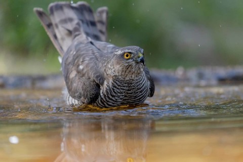 Sparrowhawk (Accipiter nisus), bathing, Catalonia, Spamia