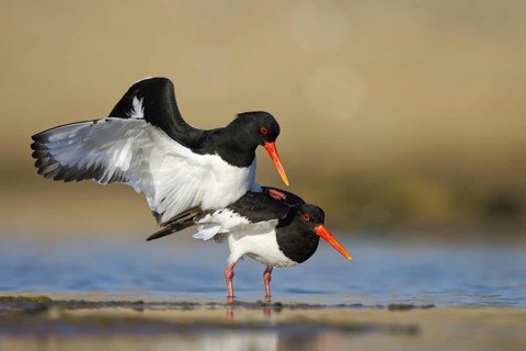 Eurasian Oystercatcher (Haematopus ostralegus) pair mating, North Rhine-Westphalia, Germany