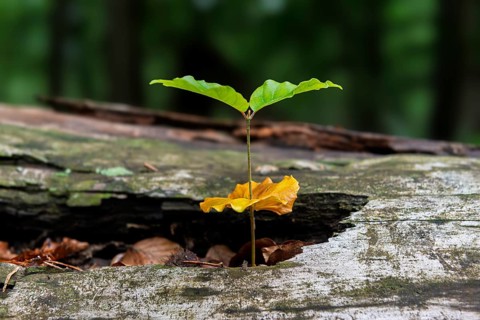 Beech seedling, copper beech (Fagus Sylvatica) growing on dead wood, Mönchbruch, Rüsselsheim am