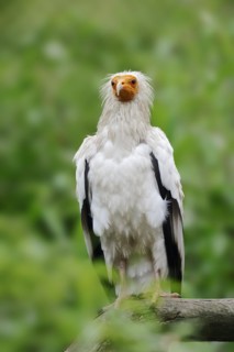 Egyptian Vulture (Neophron percnopterus), Provence, Southern France