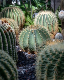 Goldball cacti in the cactus house, plant house of Überlingen am Lake Constance, Überlingen am Lake