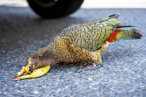 A Kea stole a banana from a car and is eating it. Monkey Creek Parking, Milford Road, Fiordland