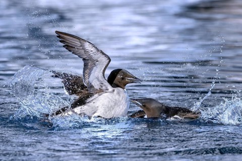 Two thick-billed murres, Brünnich's guillemots (Uria lomvia) in breeding plumage fighting in the