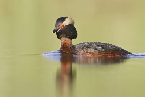 Horned Grebe (Podiceps auritus), Saskatchewan, Canada