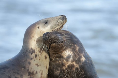 Atlantic grey seal (Halichoerus grypus) two adult marine animals in love courting on a beach on a