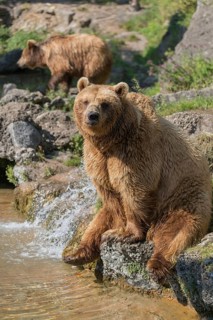 One eurasian brown bear (Ursus arctos arctos) sitting aside a little water cascade and between