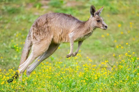 Eastern Gray Kangaroo (Macropus giganteus) running on a meadow, captive, Germany