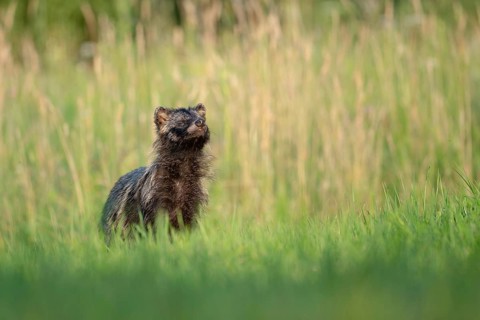 Raccoon dog (Nyctereutes procyonoides) looking curiously at a forest clearing, Podlaskie
