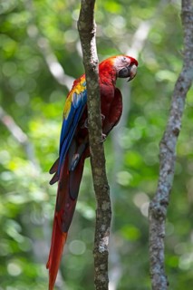 Scarlet macaw (Ara macao), parrot in the archaeological site of Copán, ruined Mayan city in the