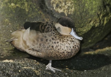 Hottentot Teal (Spatula hottentota), California, USA