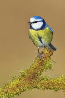 Blue tit (Parus caeruleus), sitting on moss-covered dead wood, Wilnsdorf, North Rhine-Westphalia,