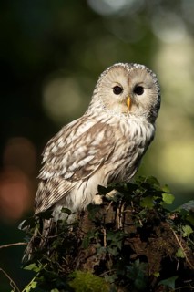 Ural Owl (Strix uralensis), captive, Germany