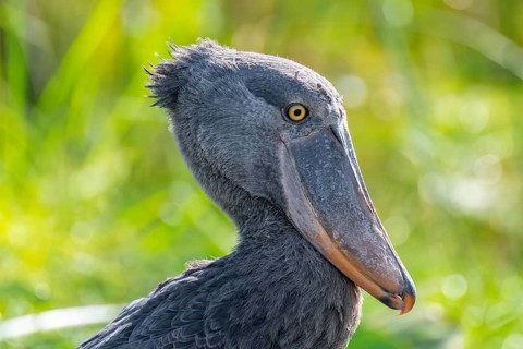 Shoebill (Balaeniceps rex), juvenile, animal portrait, swamps of Mabamba, Lake Victoria, Uganda