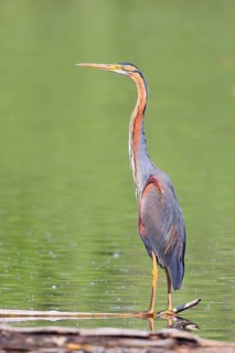Purple heron (Ardea purpurea), standing on a branch in the water, wildlife, birds, heron, rare