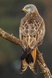 Red Kite (Milvus milvus), perched on a branch, Castile and Leon, Spain