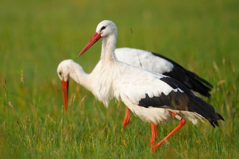 White Stork (Ciconia ciconia) foraging, North Rhine-Westphalia, Germany
