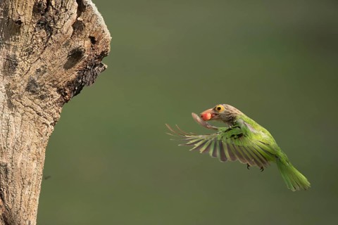Lineated Barbet (Psilopogon lineatus) flying with food in beak, Chiang Mai, Thailand
