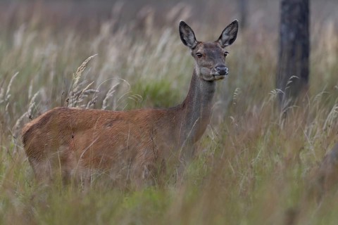 With sharpened senses, the red deer (Cervus elaphus) moves across a marshy meadow, mating season,