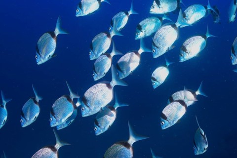 A school of silver fish, two-banded seabream (Diplodus vulgaris), moving dynamically through the
