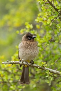 Cape bulbul (Pycnonotus capensis), Addo Elephant National Park, Addo, Western Cape, South Africa