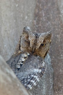 Eurasian Scops Owl (Otus scops), Lesvos, Greece
