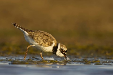 Little Ringed Plover (Charadrius dubius) female foraging, North Rhine-Westphalia, Germany