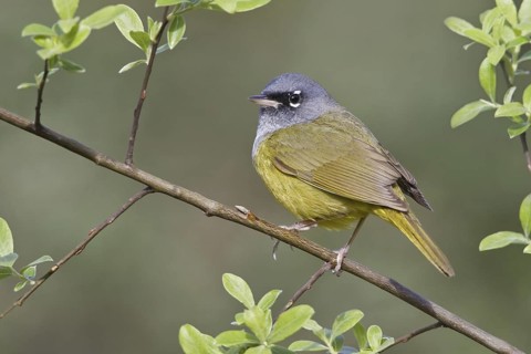 MacGillivray's Warbler (Geothlypis tolmiei), British Columbia, Canada