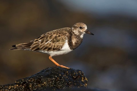 Ruddy Turnstone (Arenaria interpres) feeding amongst the rocks, Fuerteventura, Spain