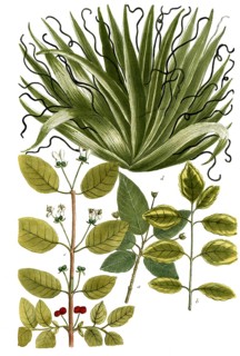 Botany, plants, a. xylosteum italicum, Etruscan honeysuckle, now scientifically known as Lonicera