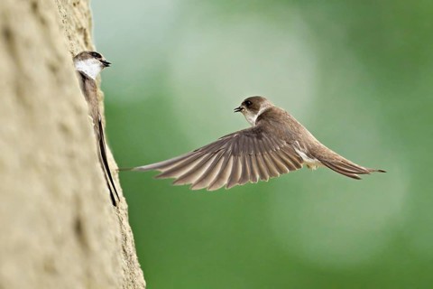 Sand martin (Riparia riparia), approaching the breeding tube, Reussegg nature reserve, Canton