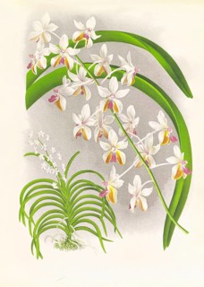 Orchid, Vanda Boxalli, authentic reproduction of an illustration by Jean Jules Linden (1817 -