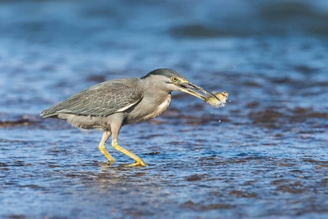 Striated Heron (Butorides striata) with fish prey in beak, Eilat, Israel