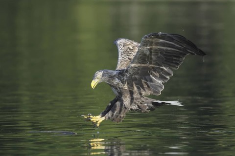 White-tailed Eagle (Haliaeetus albicilla), Mecklenburg-Western Pomerania, Germany