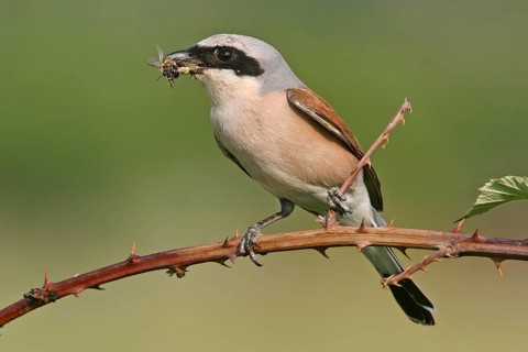 Red-backed shrike (Lanius collurio), Pie-griËche Ècorcheur, AlcaudÛn Dorsirrojo, Spider, spider,