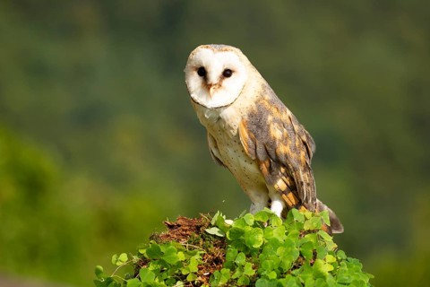 Western Barn Owl (Tyto alba) captive, Germany